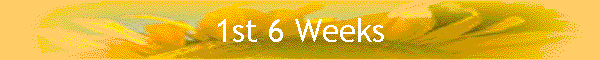 1st 6 Weeks