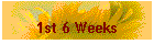 1st 6 Weeks